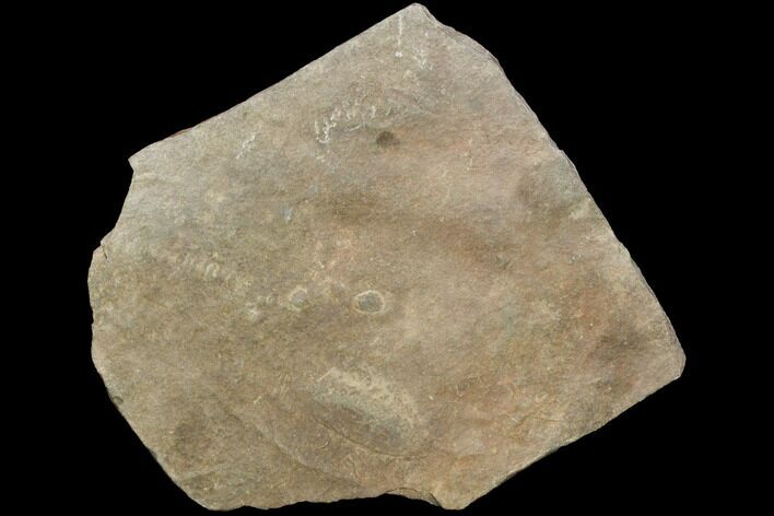 Cruziana (Fossil Trilobite Trackway) - Morocco #118330